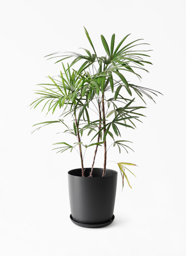 観葉植物 シュロチク（棕櫚竹） 8号 エステリ ブラック 付き | 観葉