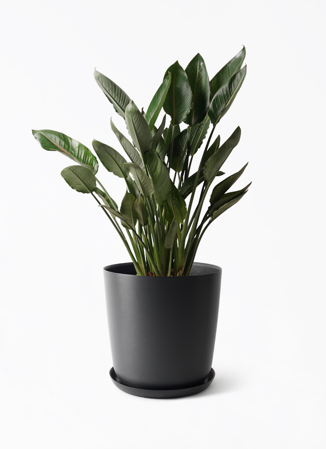 ☆ ストレリチア レギネ♪10号 4株植え 107cm♪ ストレチア レギネ 10号 | 観葉植物 | インテリアやギフトに