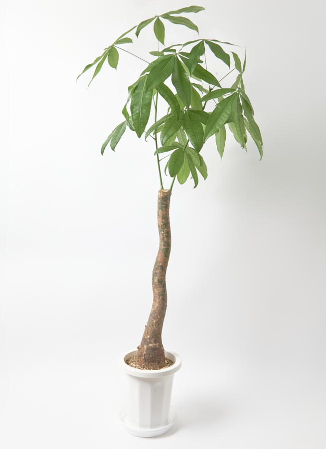 その他観葉植物 / 観葉植物 ドラセナ コンパクター 8号 プラスチック鉢 | 観葉植物