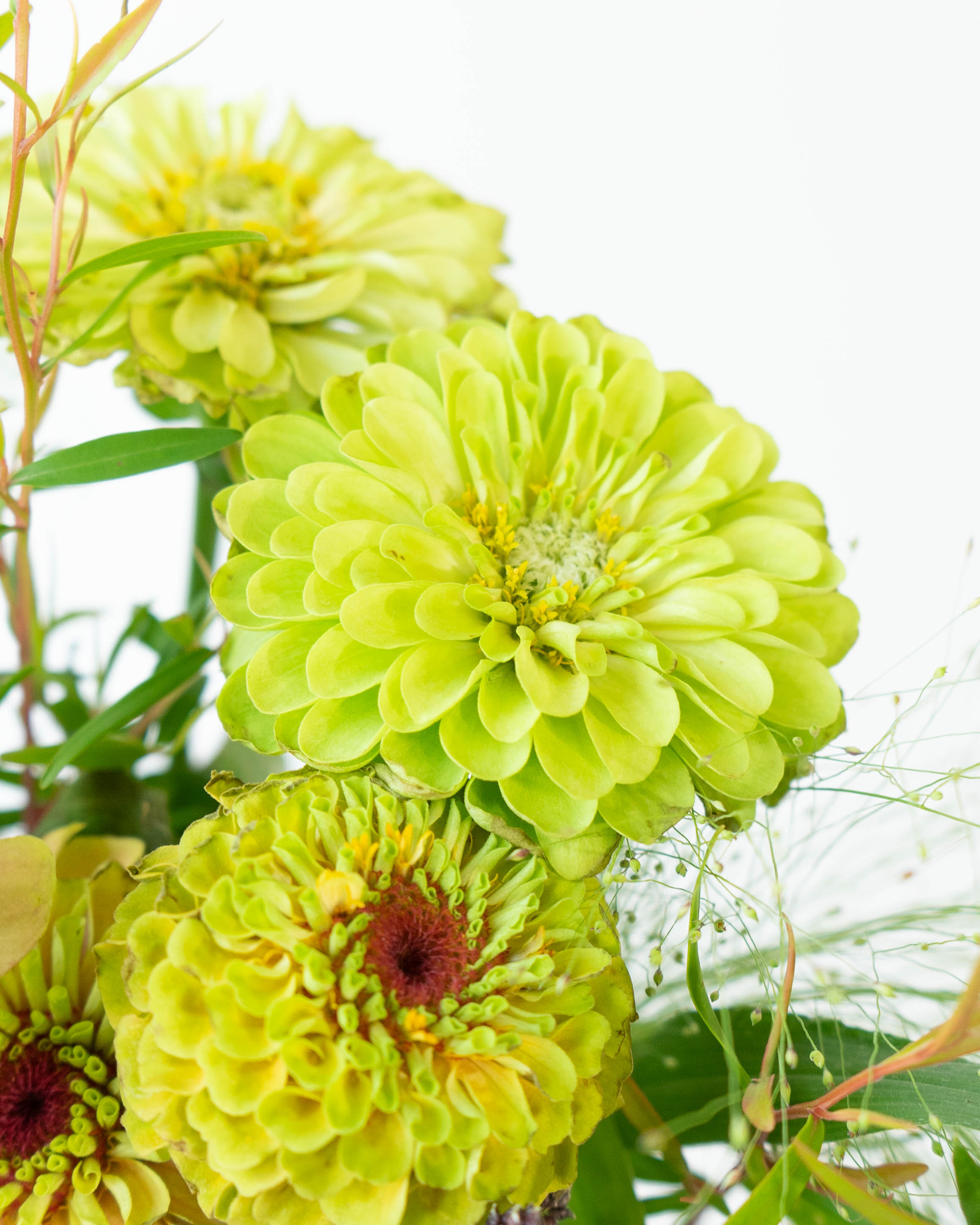 【中古】 春の野の花 春の野の花 無料の写真 № 12624