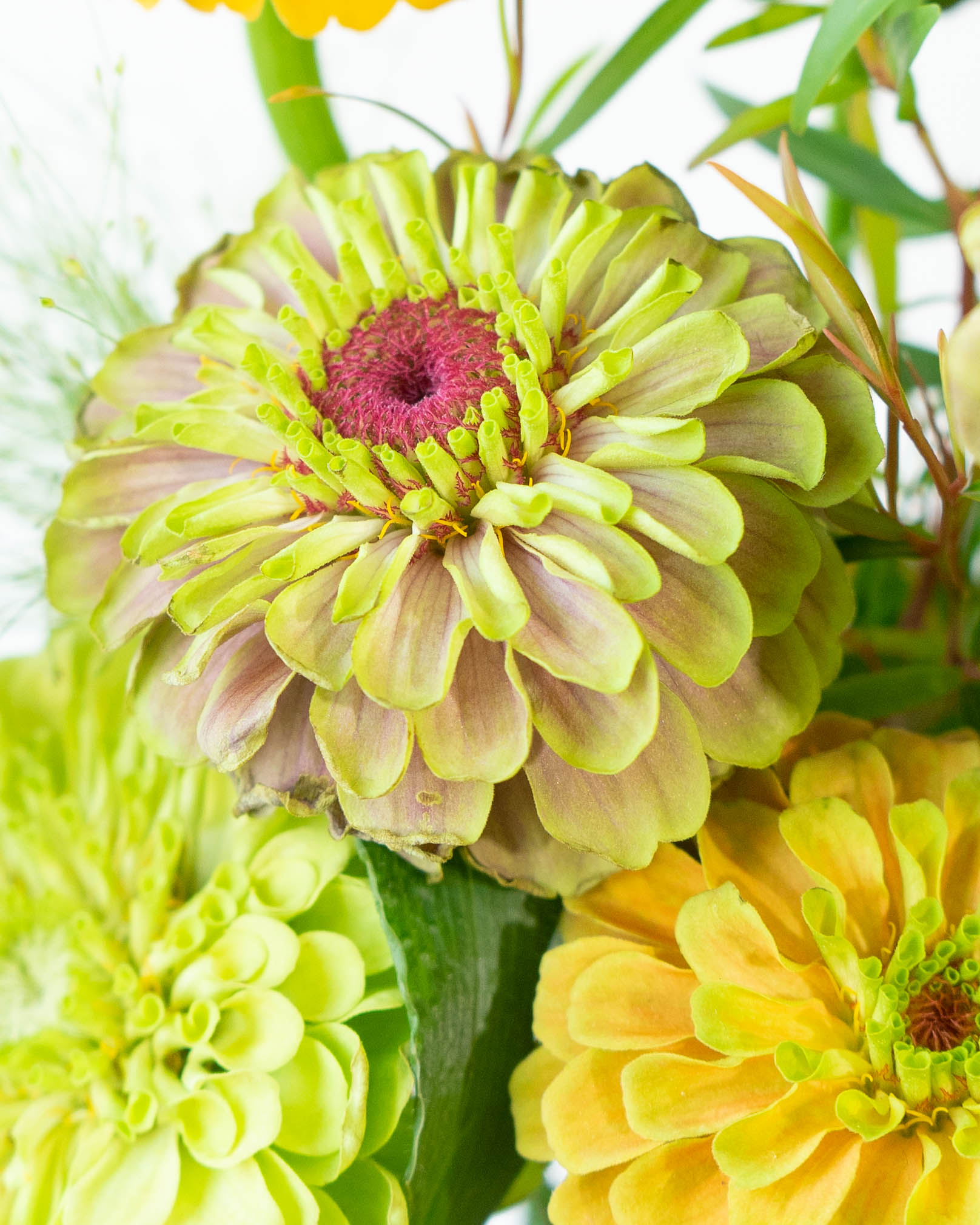 産地直送 ジニア 草花 花束 ／福岡 すぎファームからお届け | 花束なら