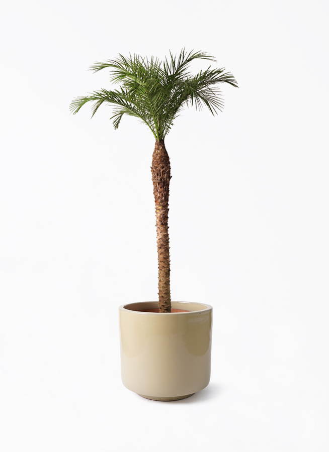 フェニックスロベレニー | 観葉植物の通販ならHitoHana(ひとはな) フェニックスロベレニー | 観葉植物の通販ならHitoHana(ひとはな)