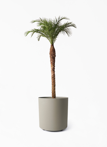 観葉植物 フェニックスロベレニー 10号 フェルム シリンダー オリーブ