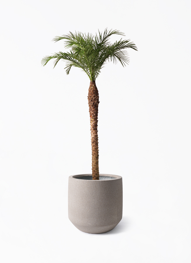 観葉植物 フェニックスロベレニー 10号 パボ ミドル アースブラウン 