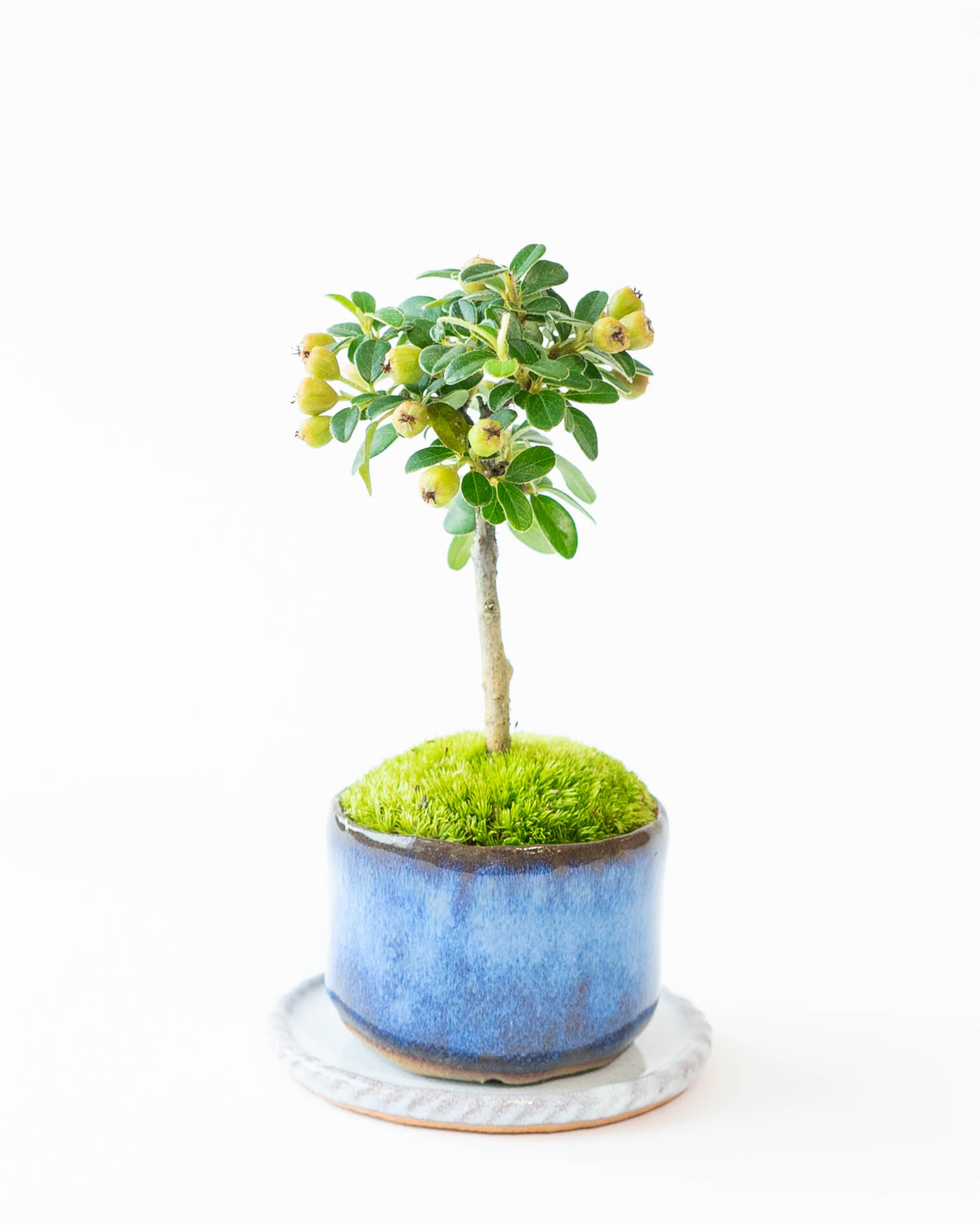 カマツカ（かなり年数持ち込み古い）盆栽 カマツカ（かなり年数