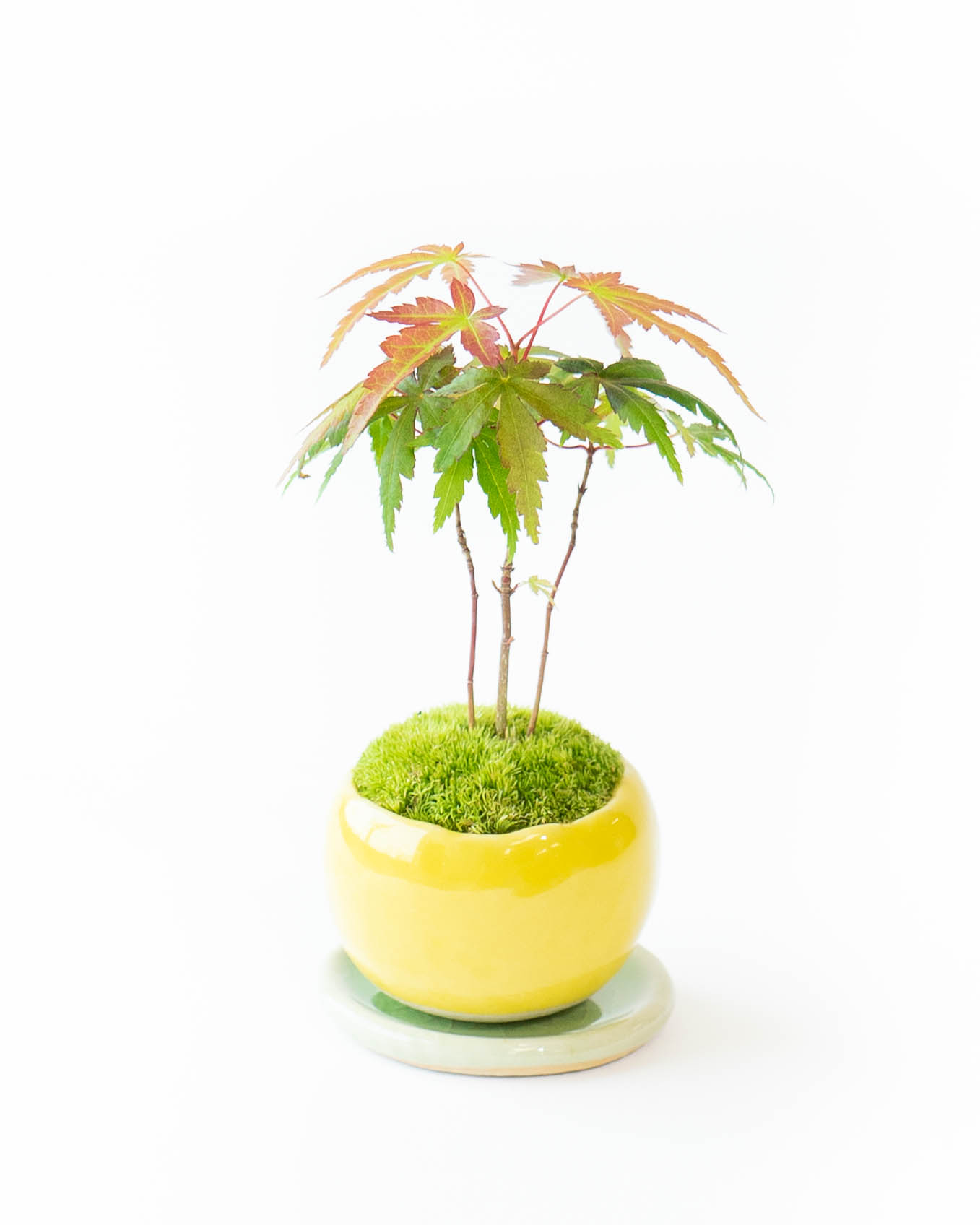 盆栽 紅葉 | 通販専門店 HitoHana（ひとはな）