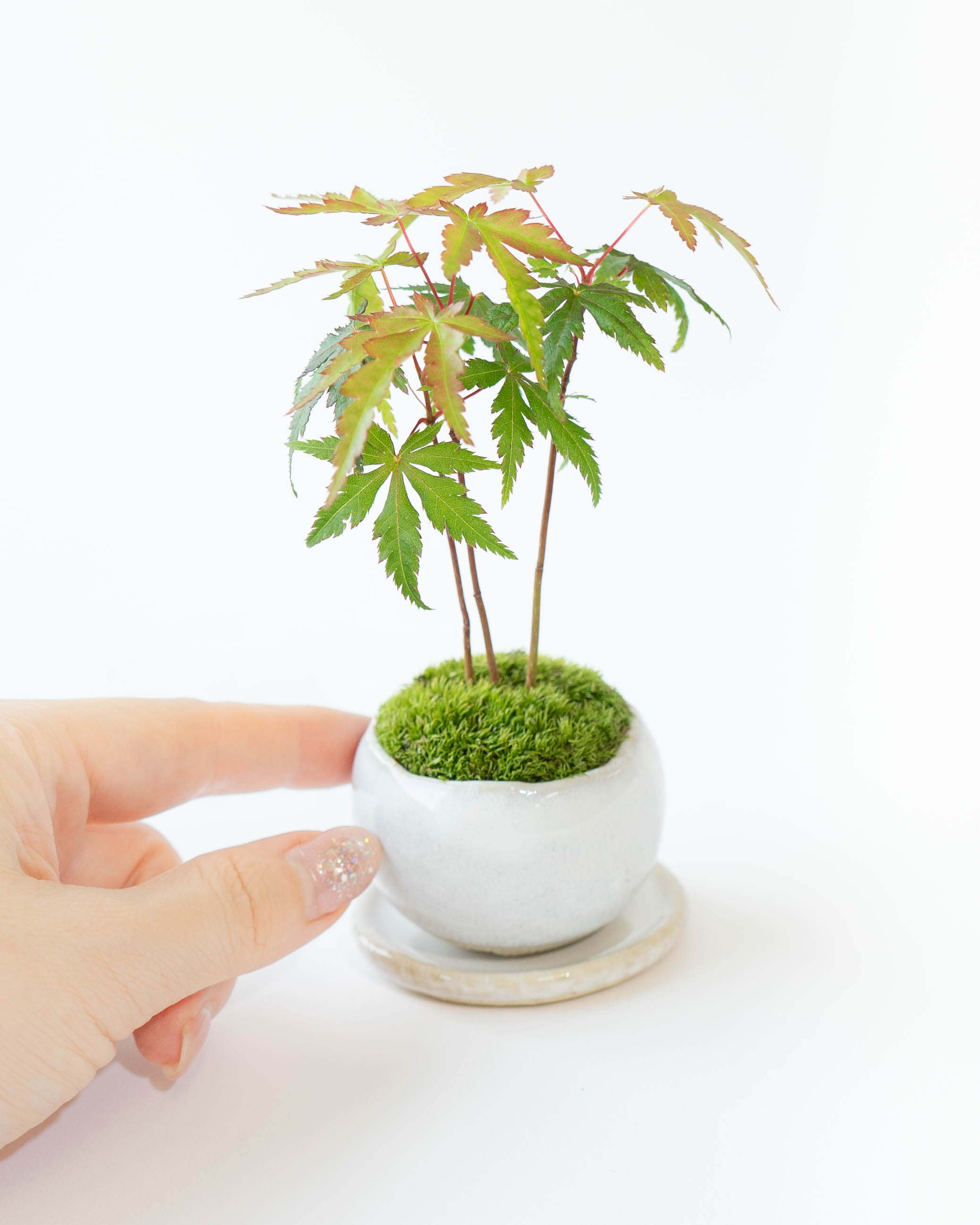 産地直送 盆栽 ヤマモミジの林 Sサイズ 鉢色 白（受け皿セット）／山形