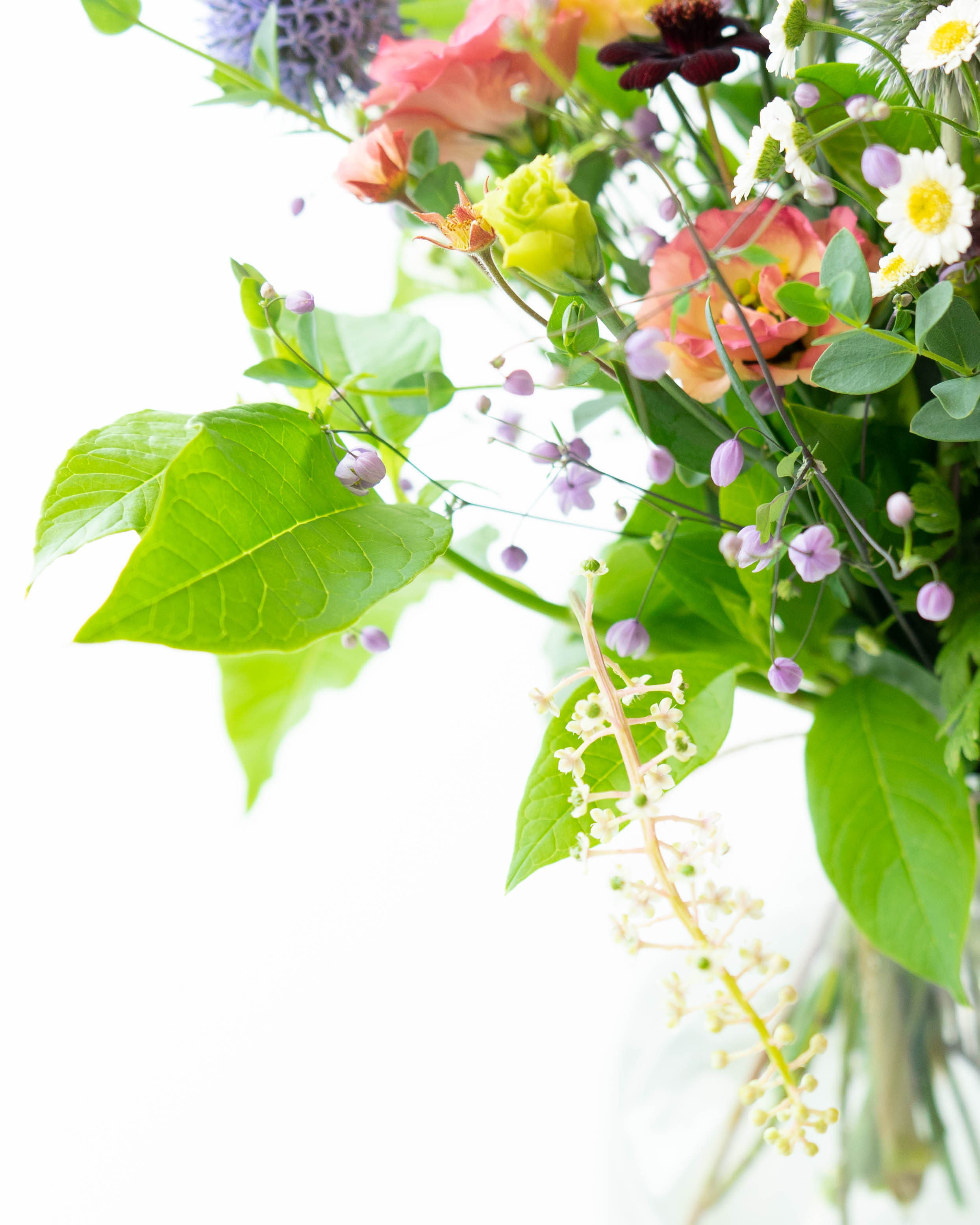 ひまわり18トルコキキョウ　トルコギキョウ苗 楽天市場】【花のプラセル🄬】選べるトルコキキョウ