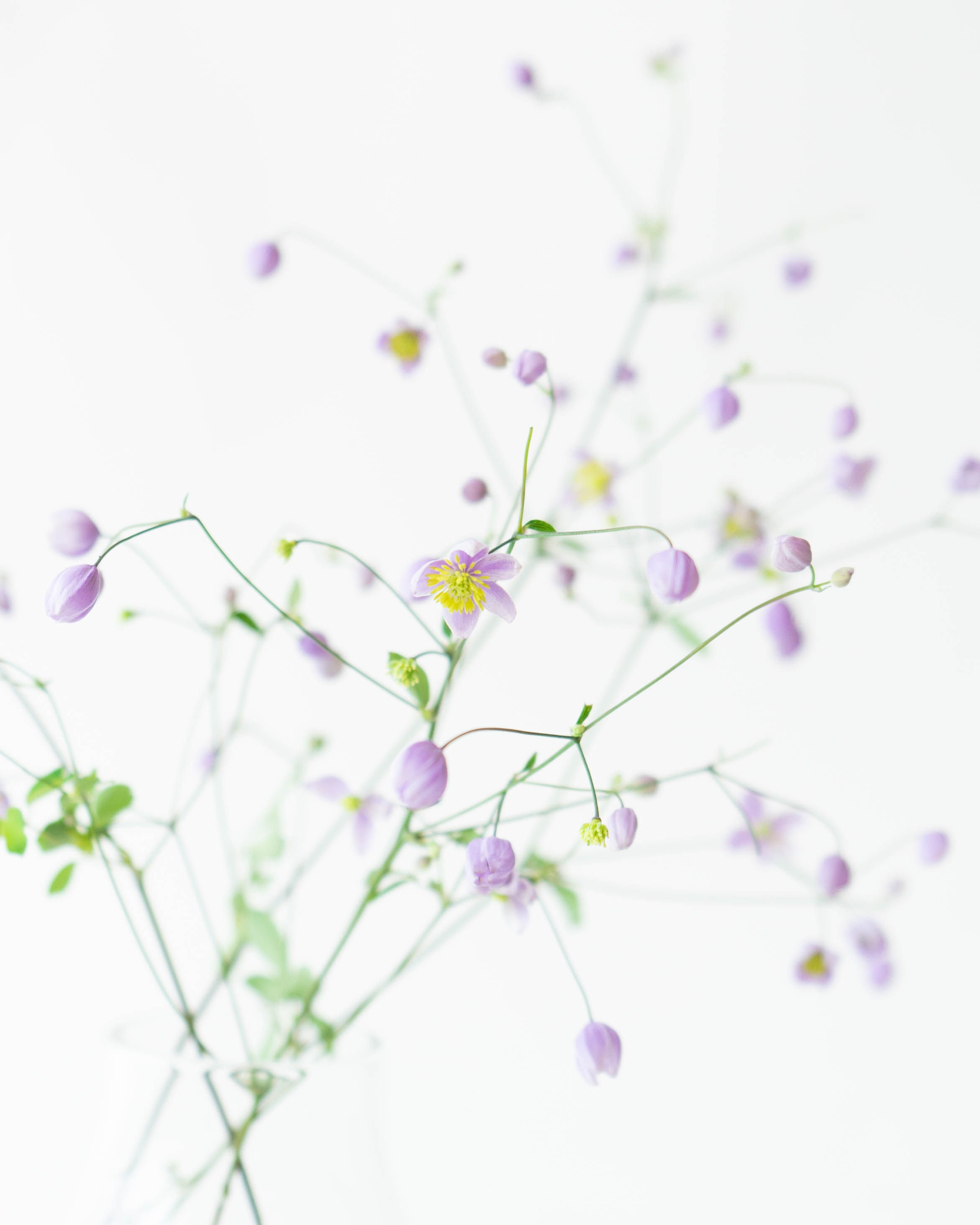 ［小林ヒロシ］トルコキキョウ詰合せ 産地直送 トルコキキョウ花束 ミックス（6輪入り）／佐賀