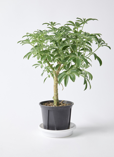 schefflera-compacta-318_0001.