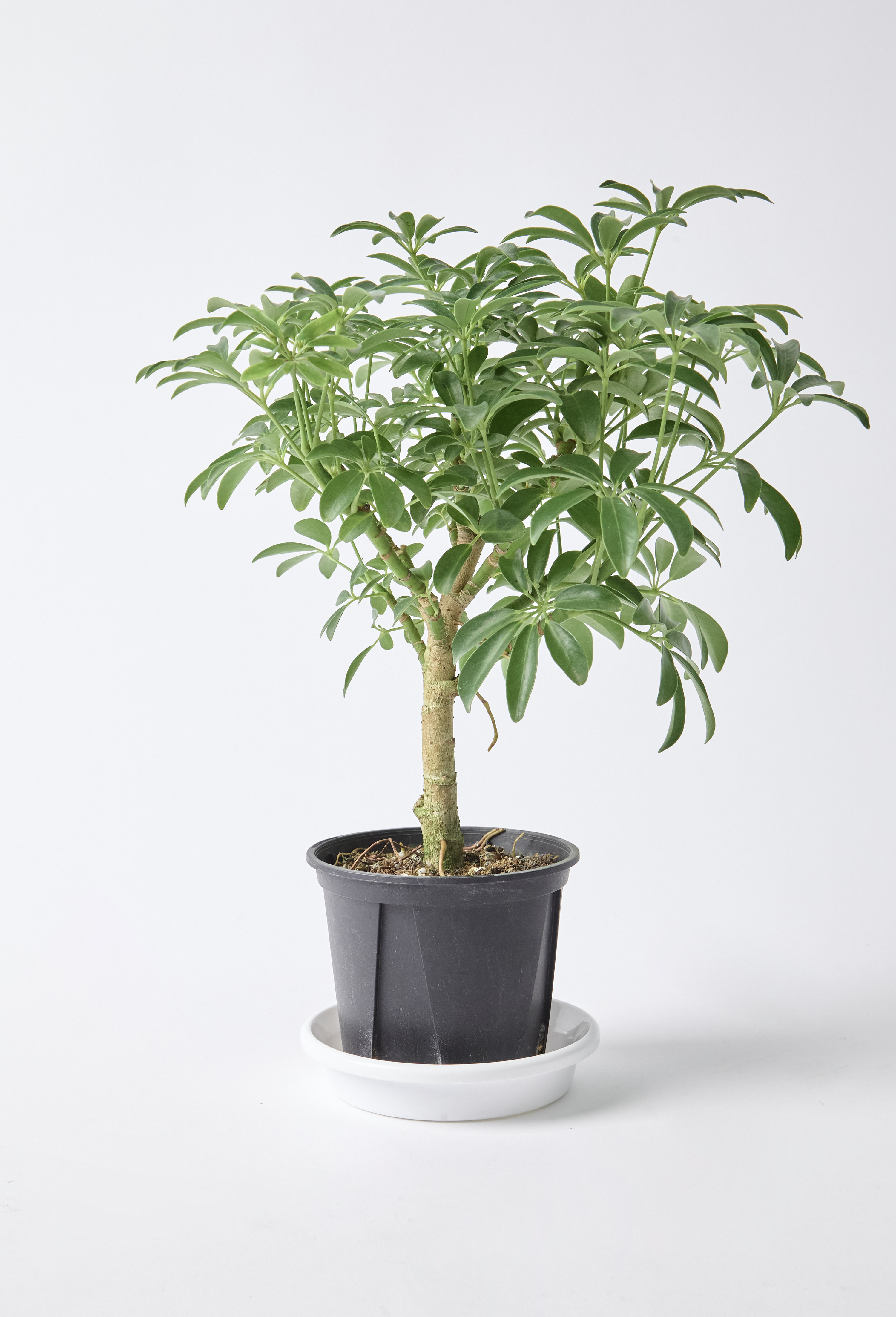 大株　シェフレラ　コンパクタ　7号　吊り鉢 シェフレラ ホンコン アルボリコラ コンパクタ 7号 吊り鉢