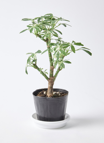 シェフレラ　タカオ　斑入り　3.5号 schefflera-compacta-323_0001.