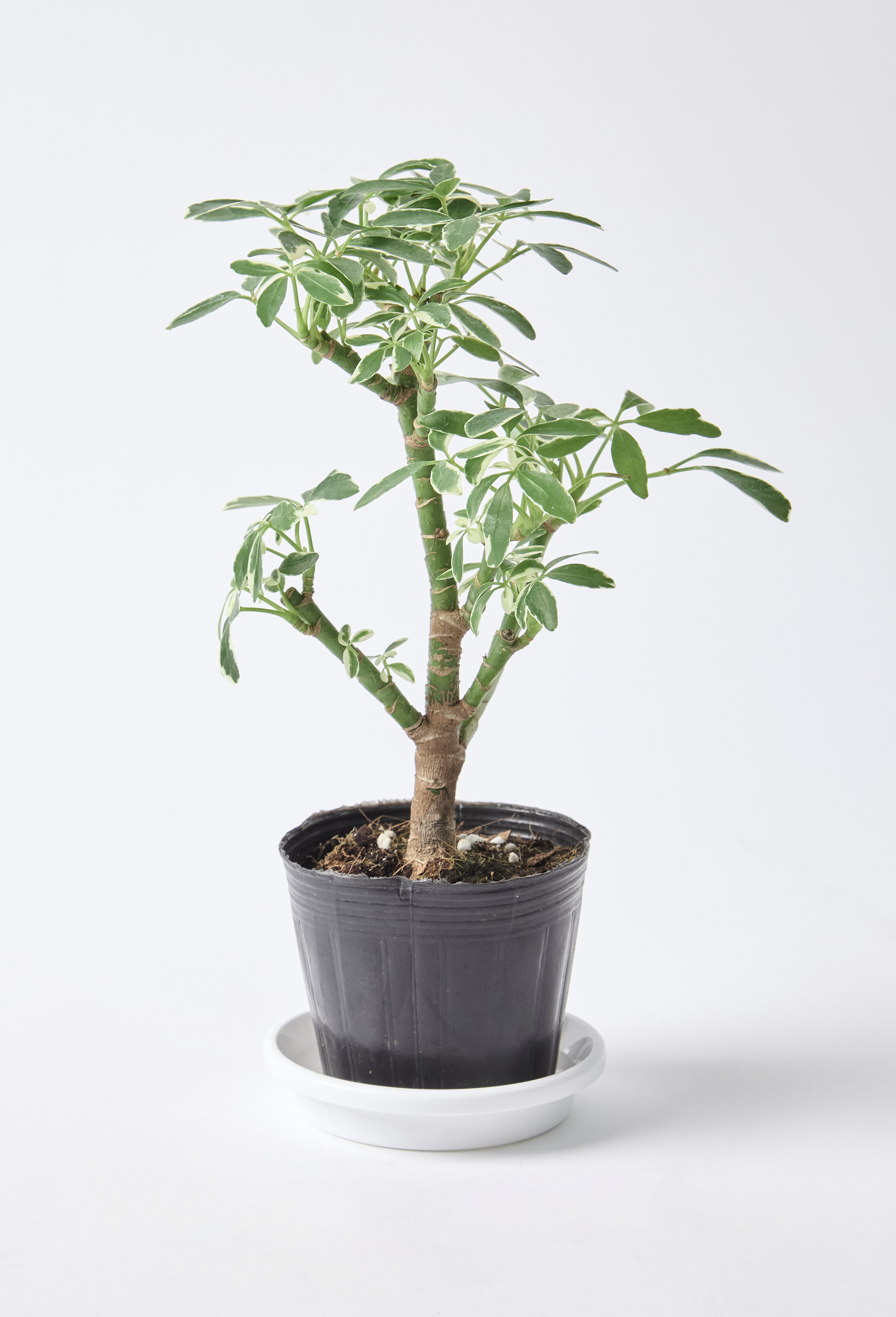 観葉植物】シェフレラ（斑入り） 【公式通販】