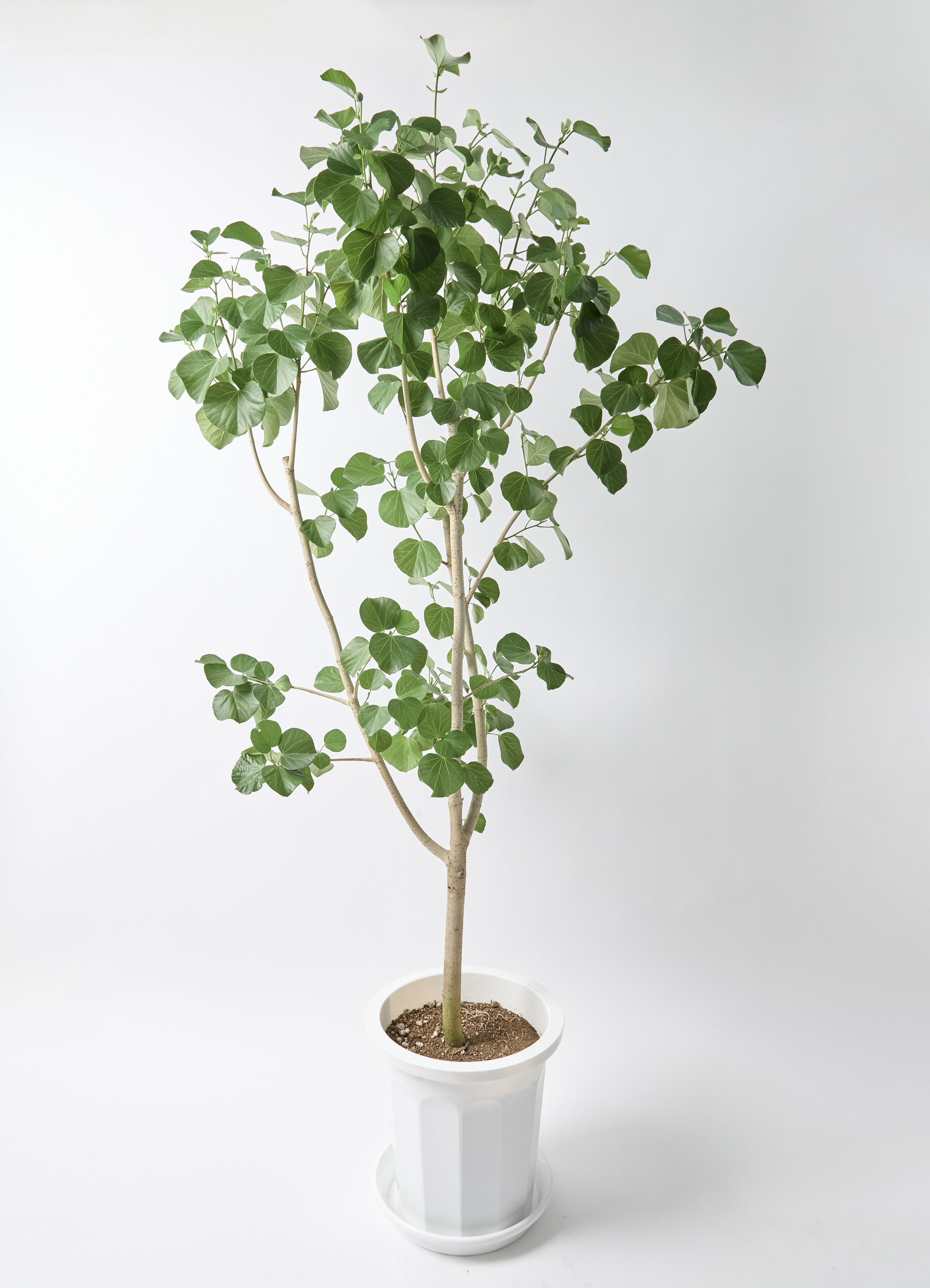 観葉植物 テリハハマボウ 10号 レイ プラスチック鉢 | 観葉植物なら