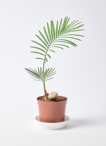 【現地引き取り限定】ソテツ 幹曲がり株 希少デザイン樹形 現品販売 2026年最新】ソテツ 引き取りの人気アイテム - メルカリ