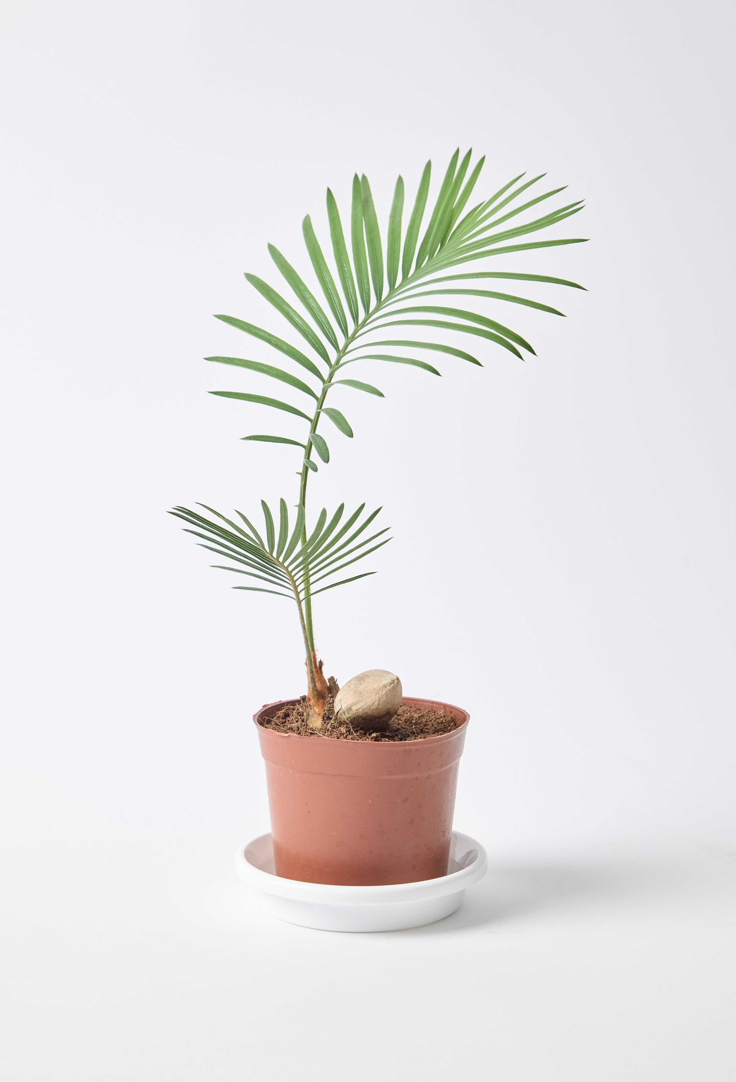 ソテツNo.3 cycas-revoluta-508_0001.jpg?