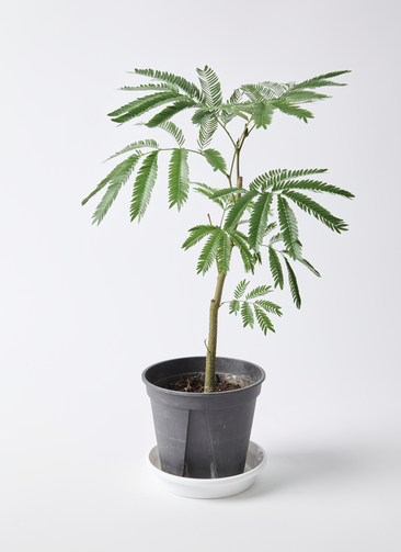 観葉植物 エバーフレッシュ 5号 プラスチック鉢 | 観葉植物なら