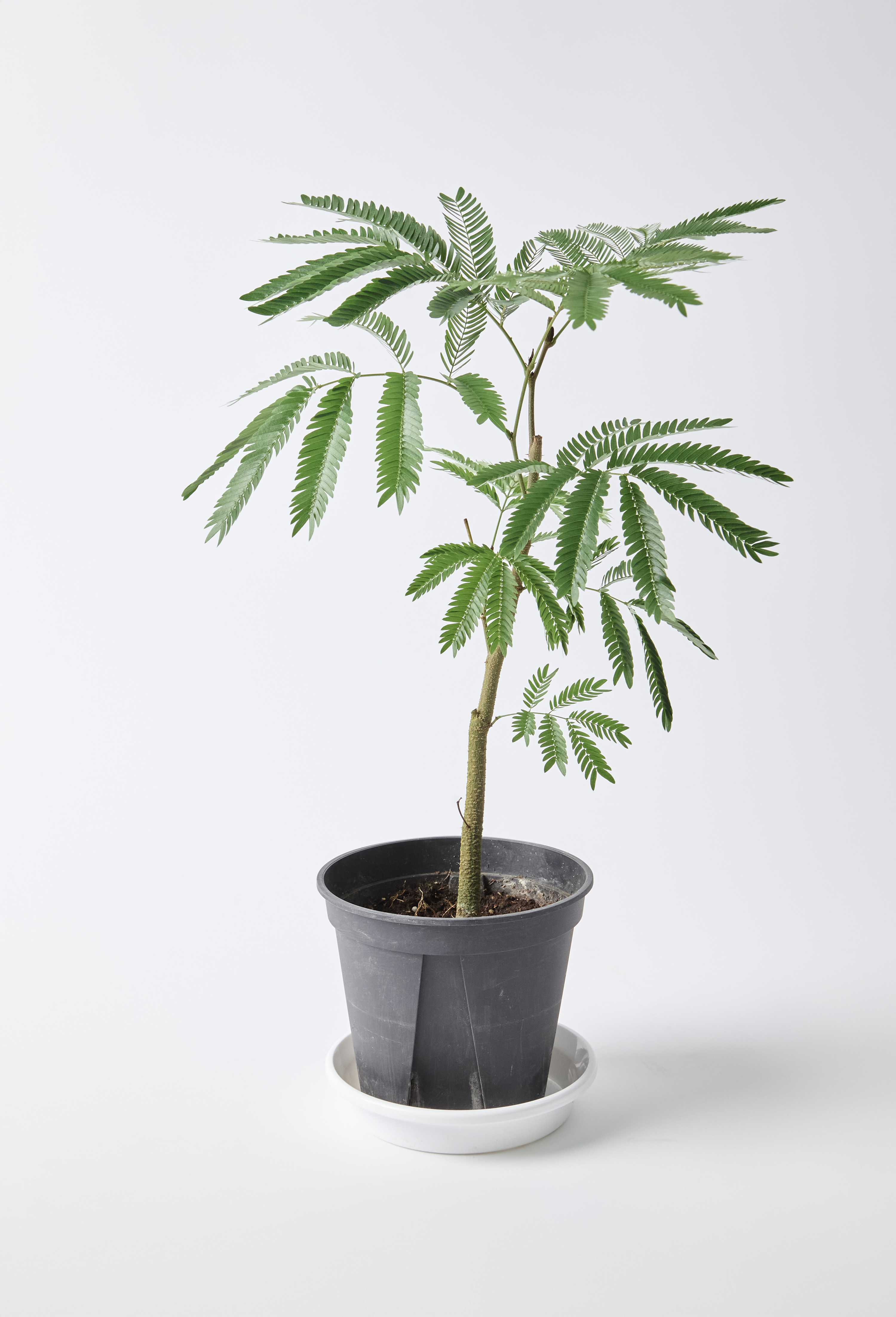 大セール中！5鉢価格！エバーフレッシュ　苗　苗木　観葉植物　5号鉢 楽天市場】エバーフレッシュ 5号の通販