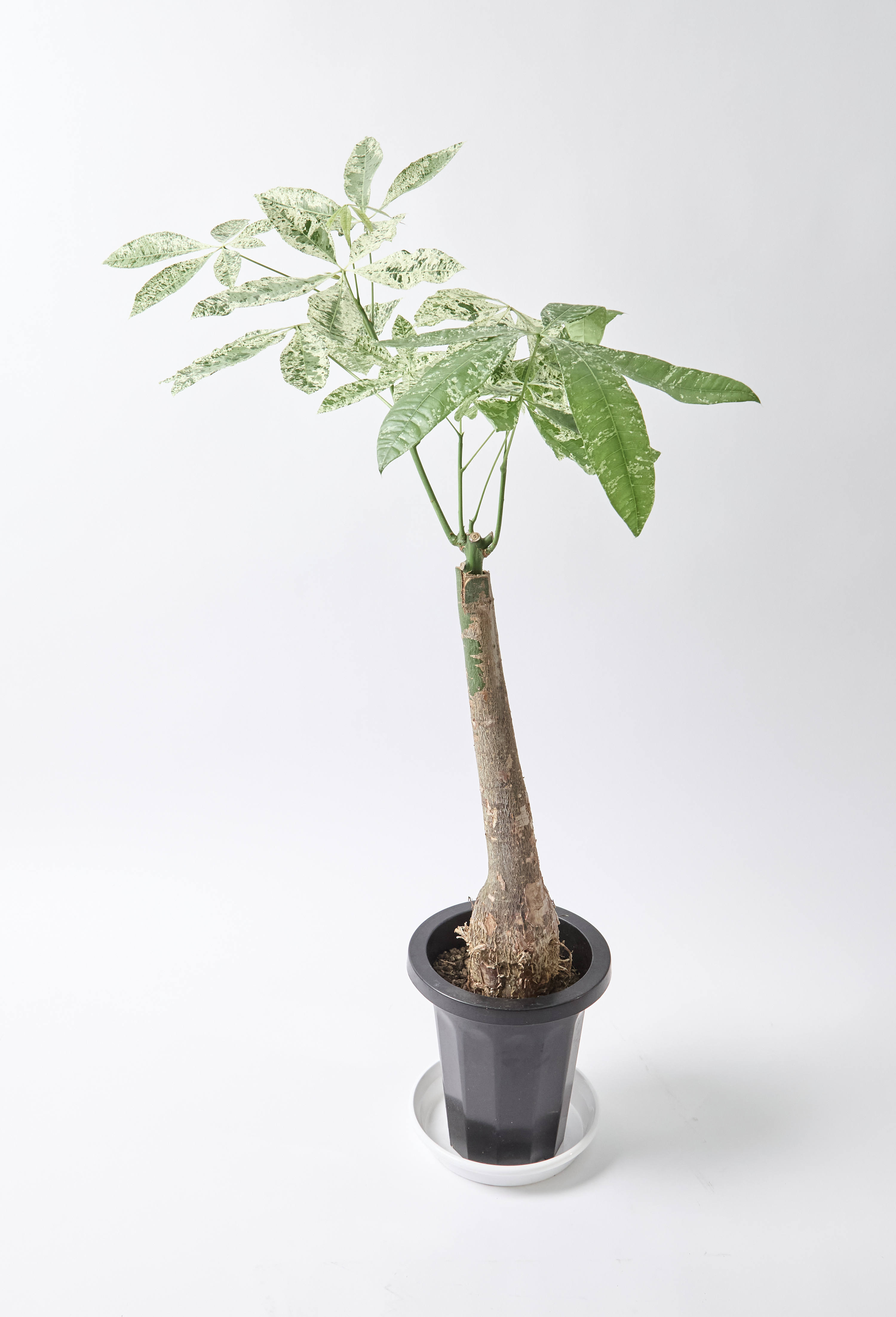 k*o様 パキラ　斑入りパキラ　　観葉植物　7号　約115センチ k*o様 パキラ 斑入りパキラ 観葉植物 7号 約115センチ