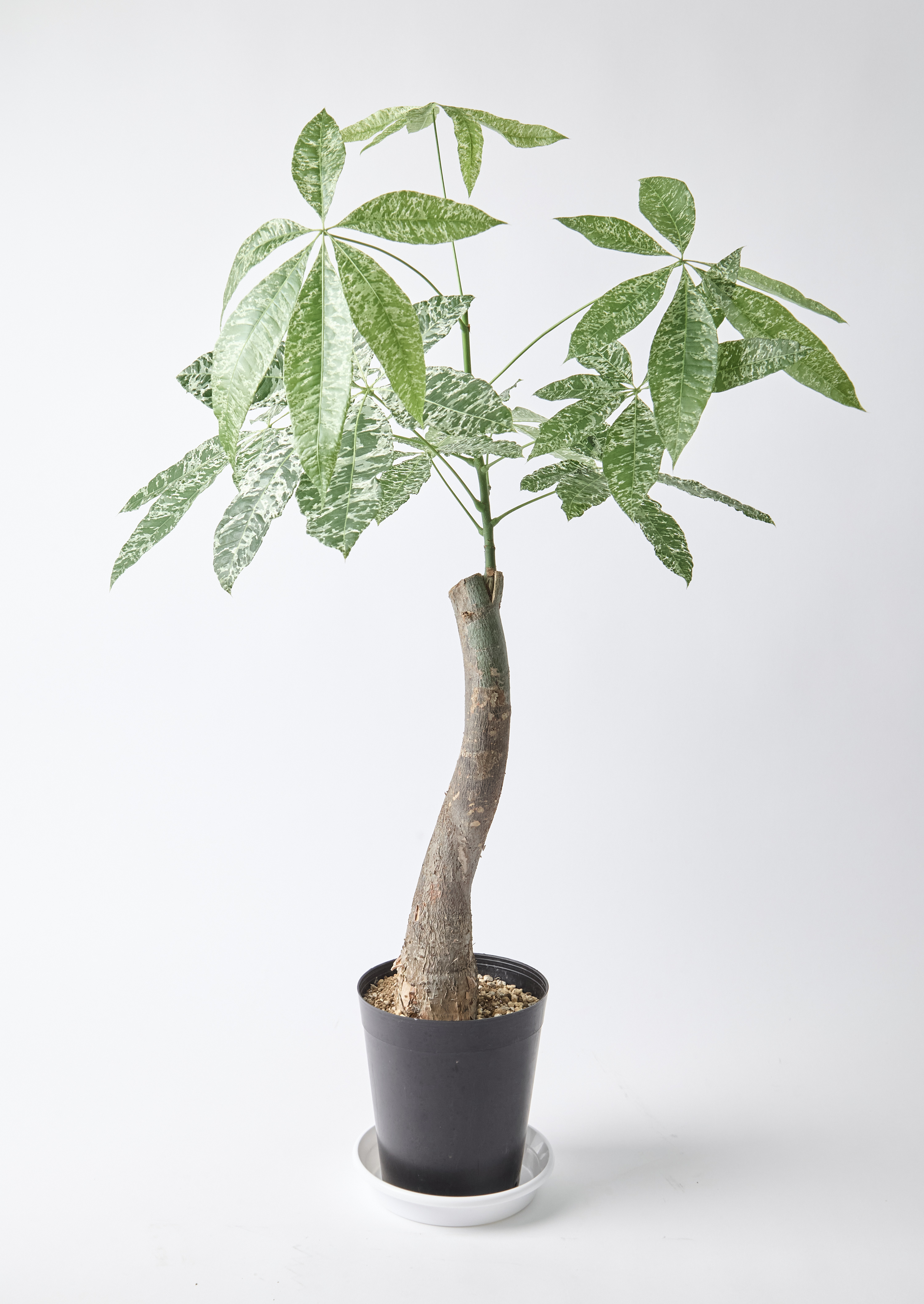 k*o様 パキラ　斑入りパキラ　　観葉植物　7号　約115センチ パキラ斑入り7号約115センチ1