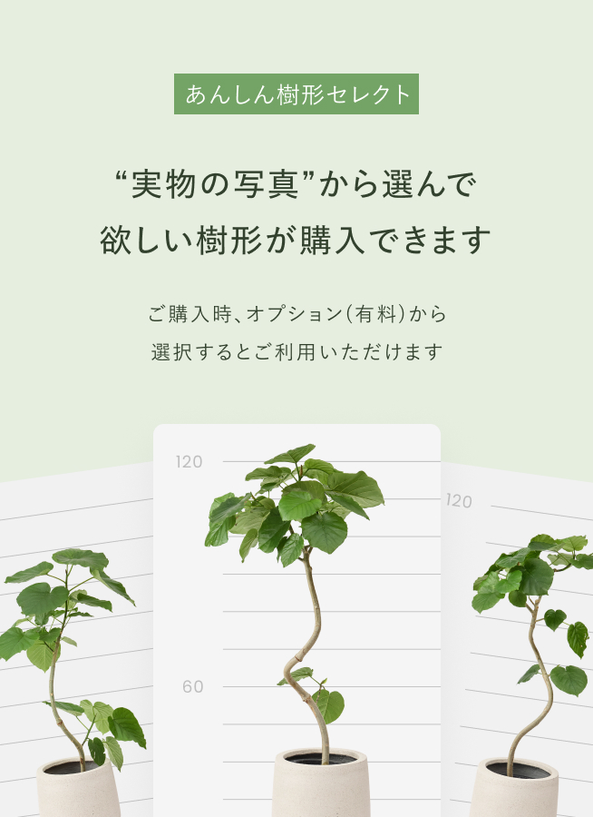 観葉植物 パキラ 6号 斑入り プラスチック鉢 | 観葉植物ならHitoHana