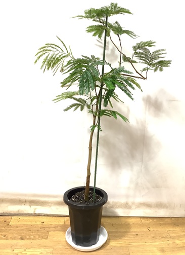 観葉植物 エバーフレッシュ【125cm】 8号 曲りプラスチック鉢 #67747