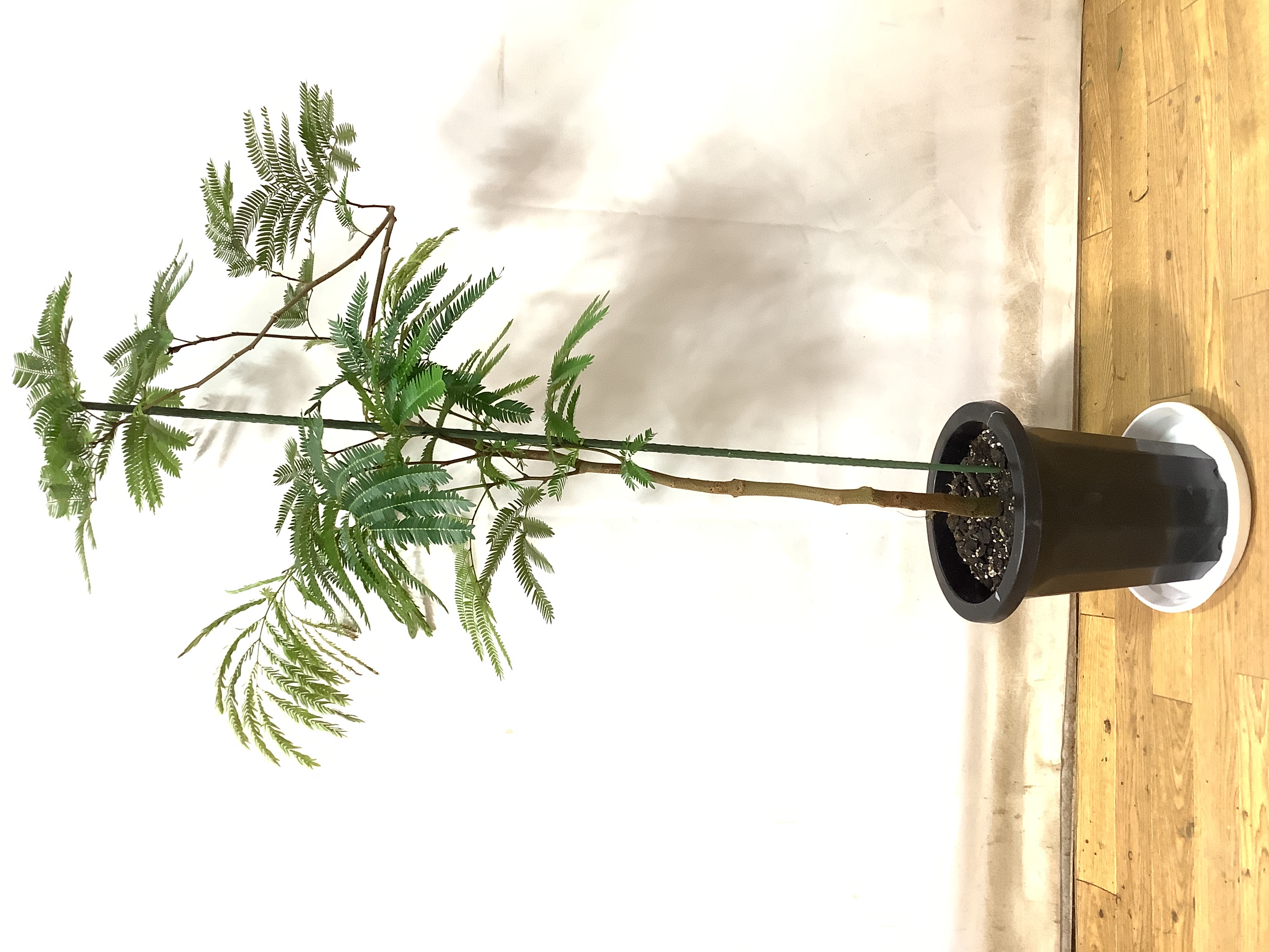 エバーフレッシュ 8号 1 エバーフレッシュ 8号 | 観葉植物 | インテリアやギフトに - Hitohana