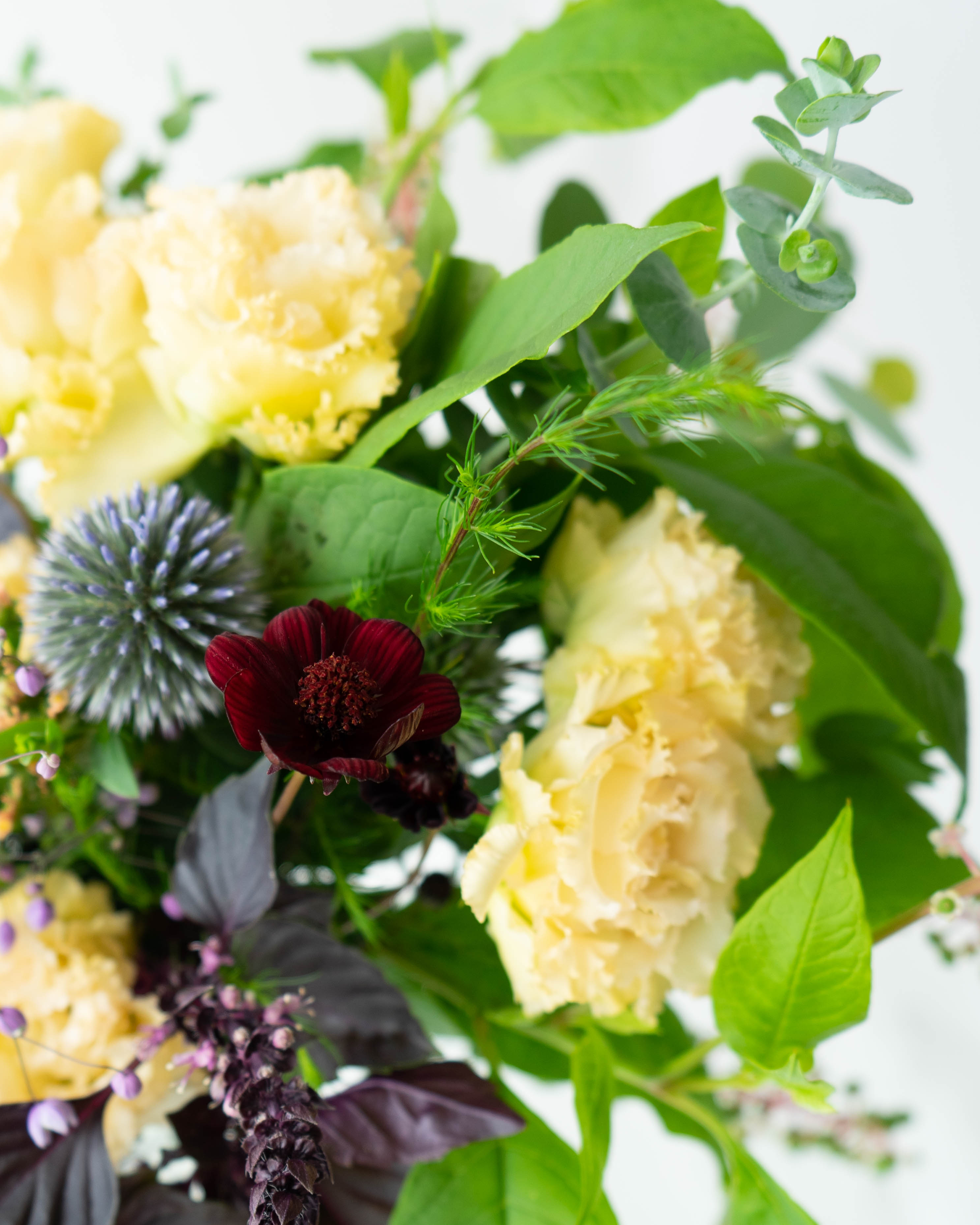 ひまわり18トルコキキョウ　トルコギキョウ苗 トルコキキョウ トルコギキョウ 苗エレスピンク 中大輪フリル