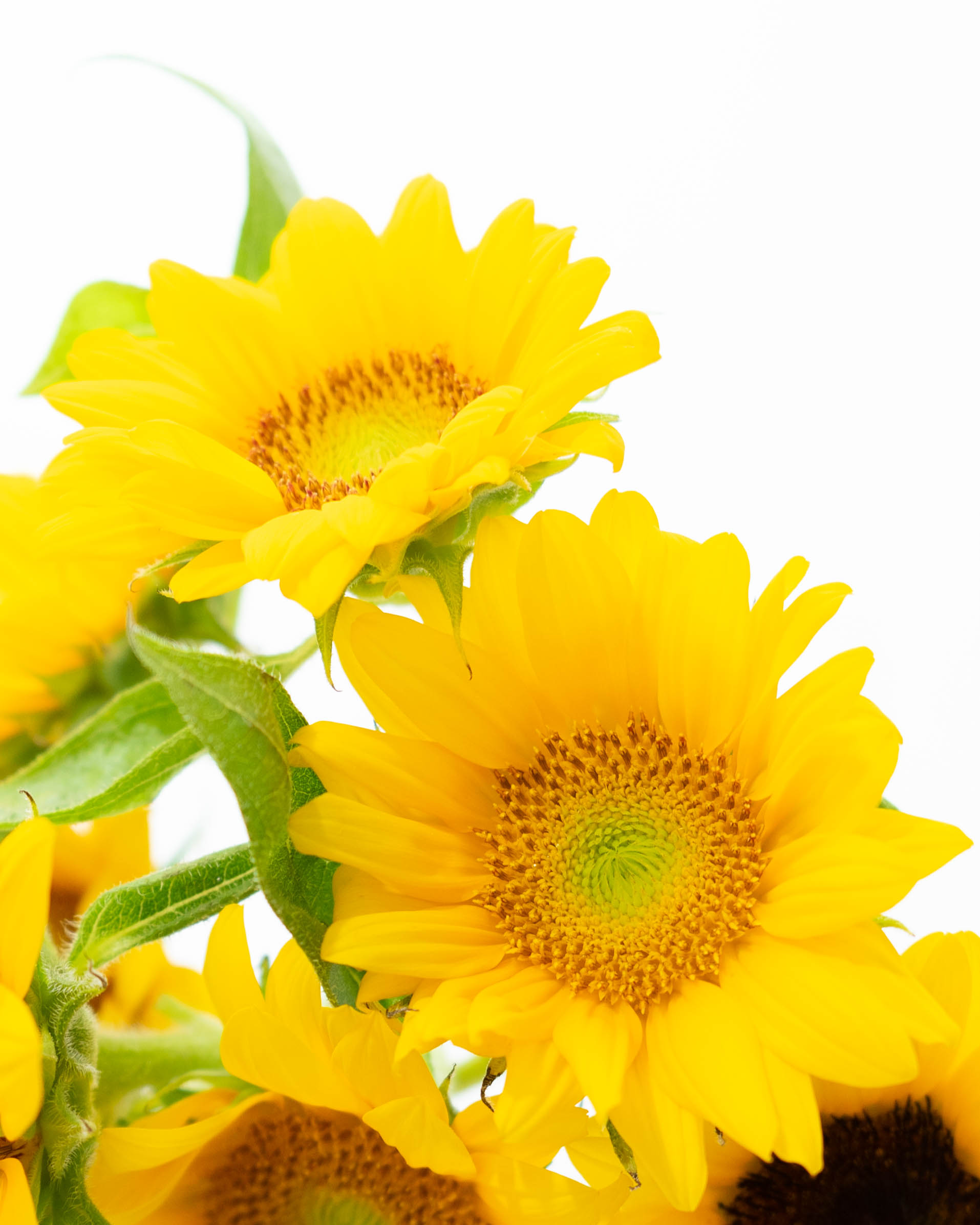 産地直送 ひまわり 花束 サンリッチミックス（15本入り）／佐賀