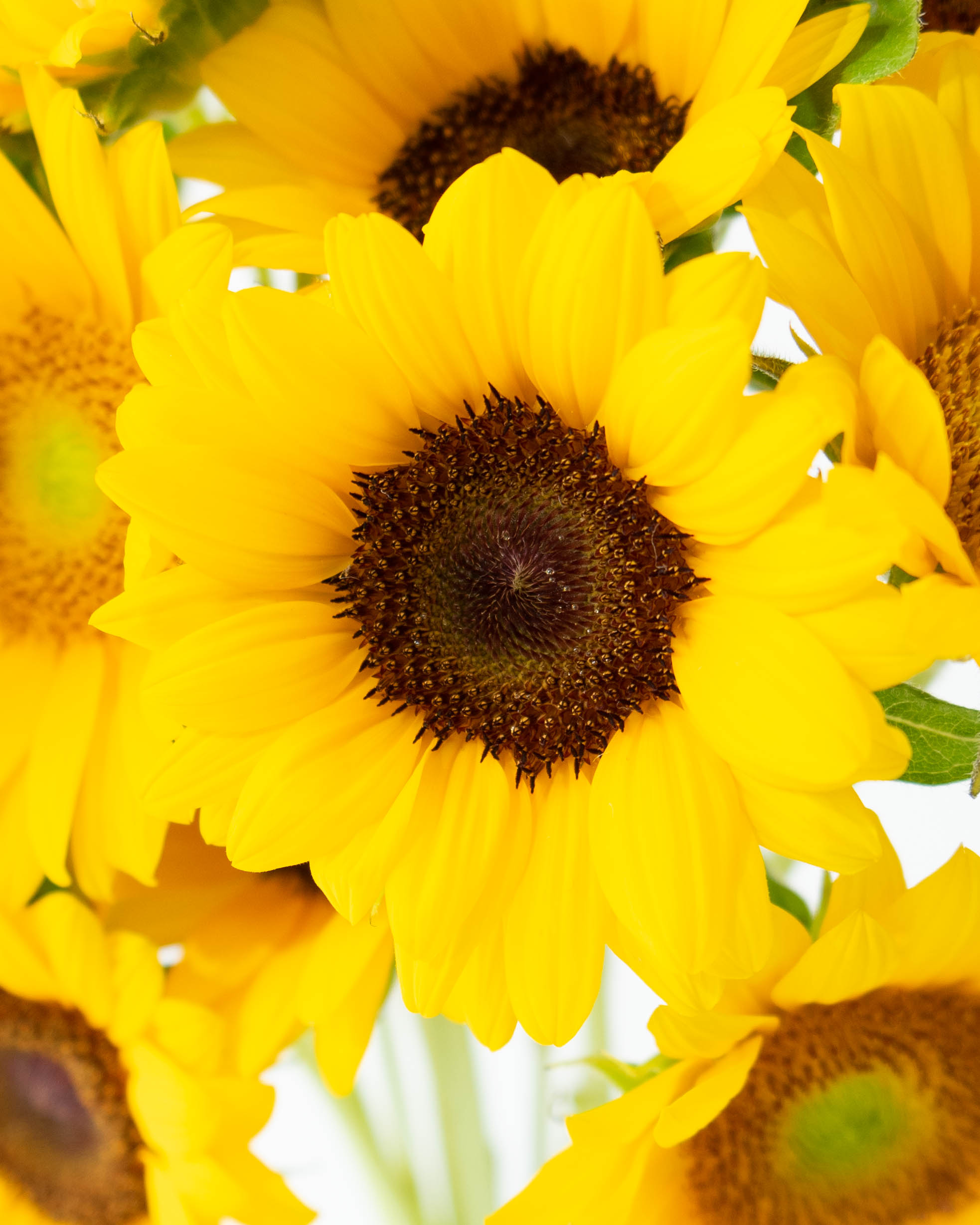 産地直送 ひまわり 花束 サンリッチミックス（15本入り）／佐賀