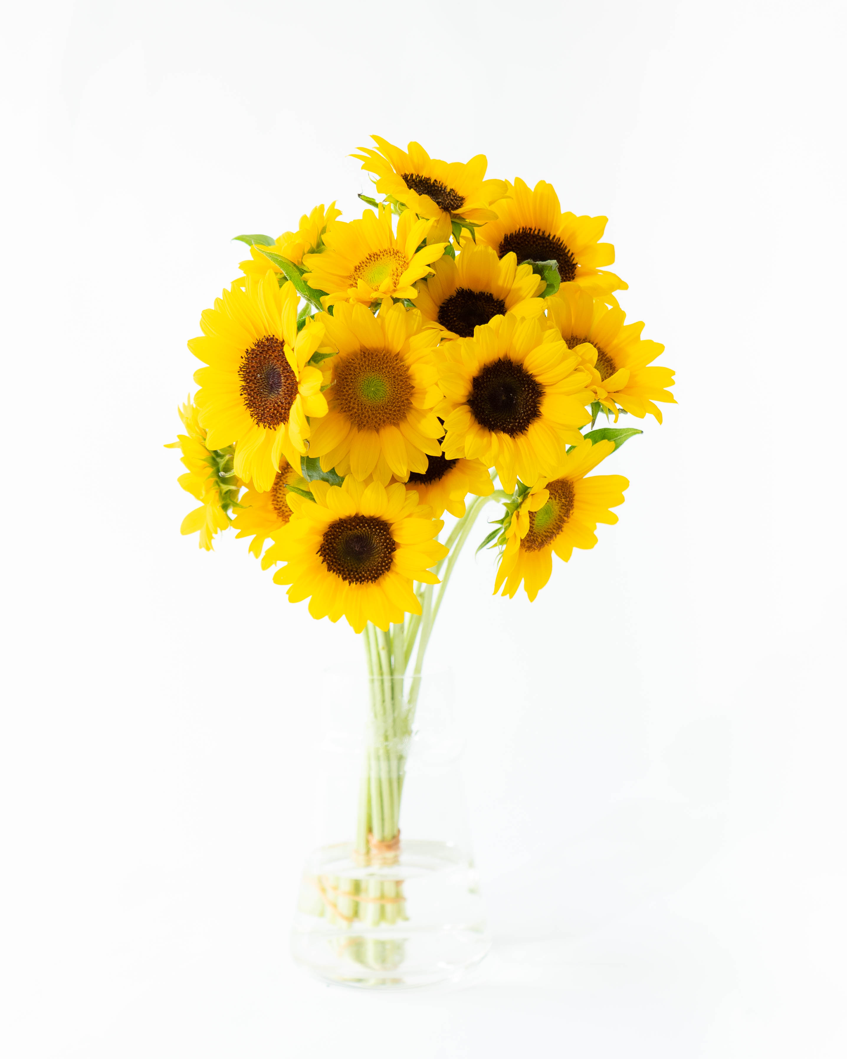 産地直送 ひまわり 花束 サンリッチミックス（15本入り）／佐賀