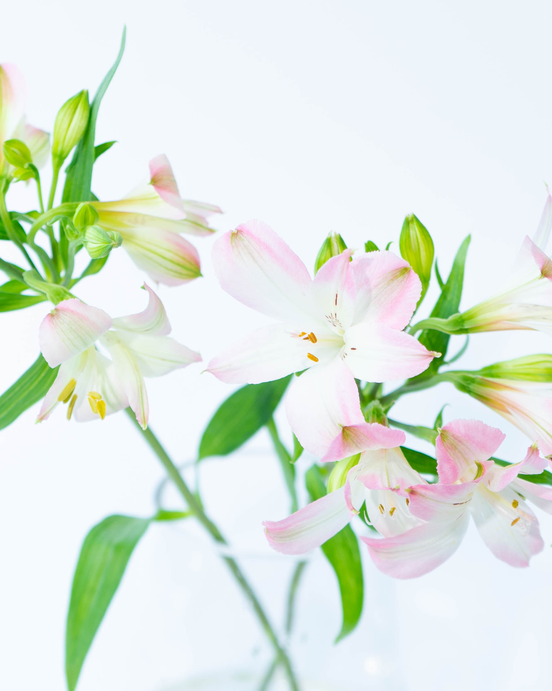 産地直送 アルストロメリア花束 ピンク オディオン（7本入り）／長野