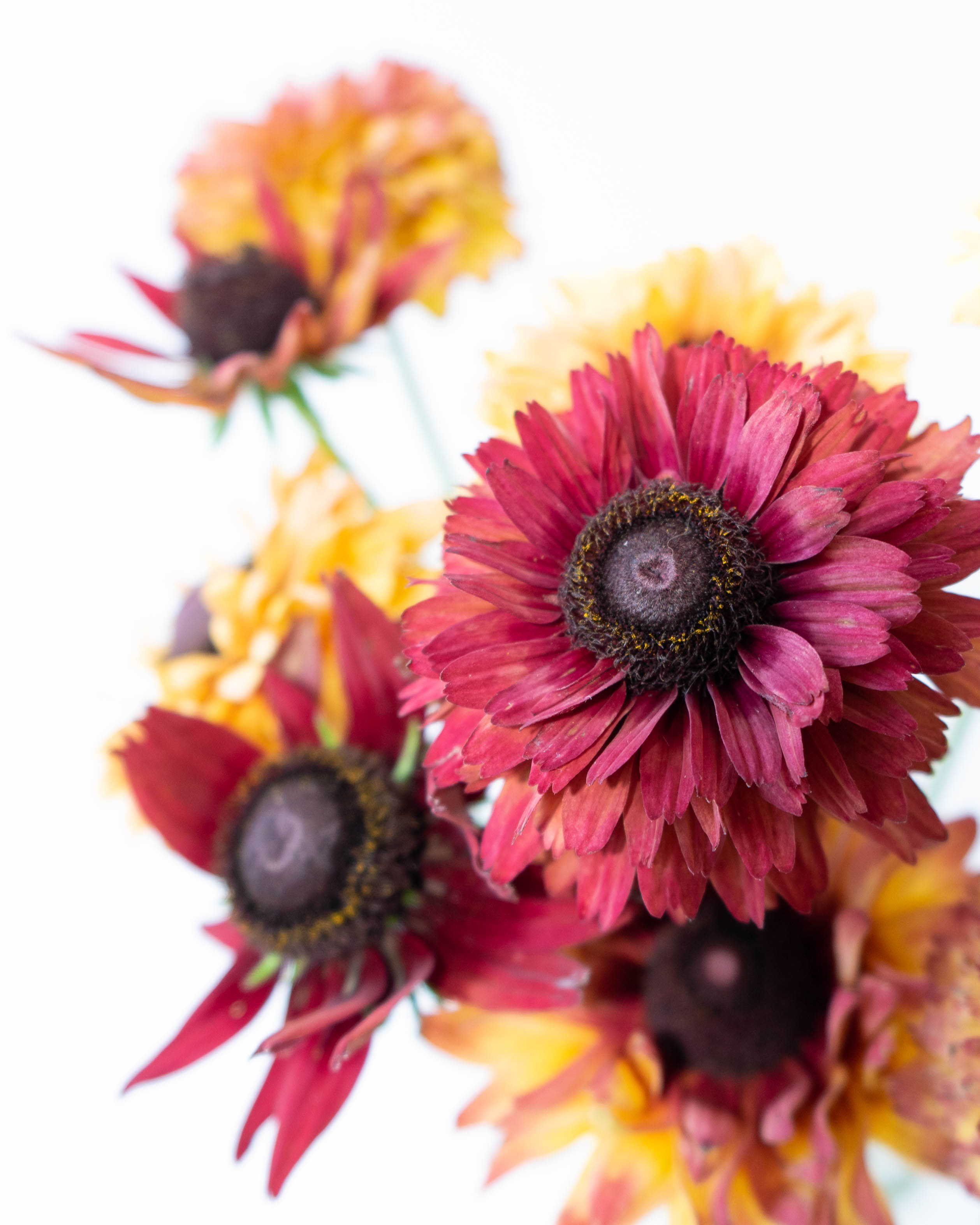 産地直送 ルドベキア 草花 花束 (10本)／長野 おかめ農園からお届け