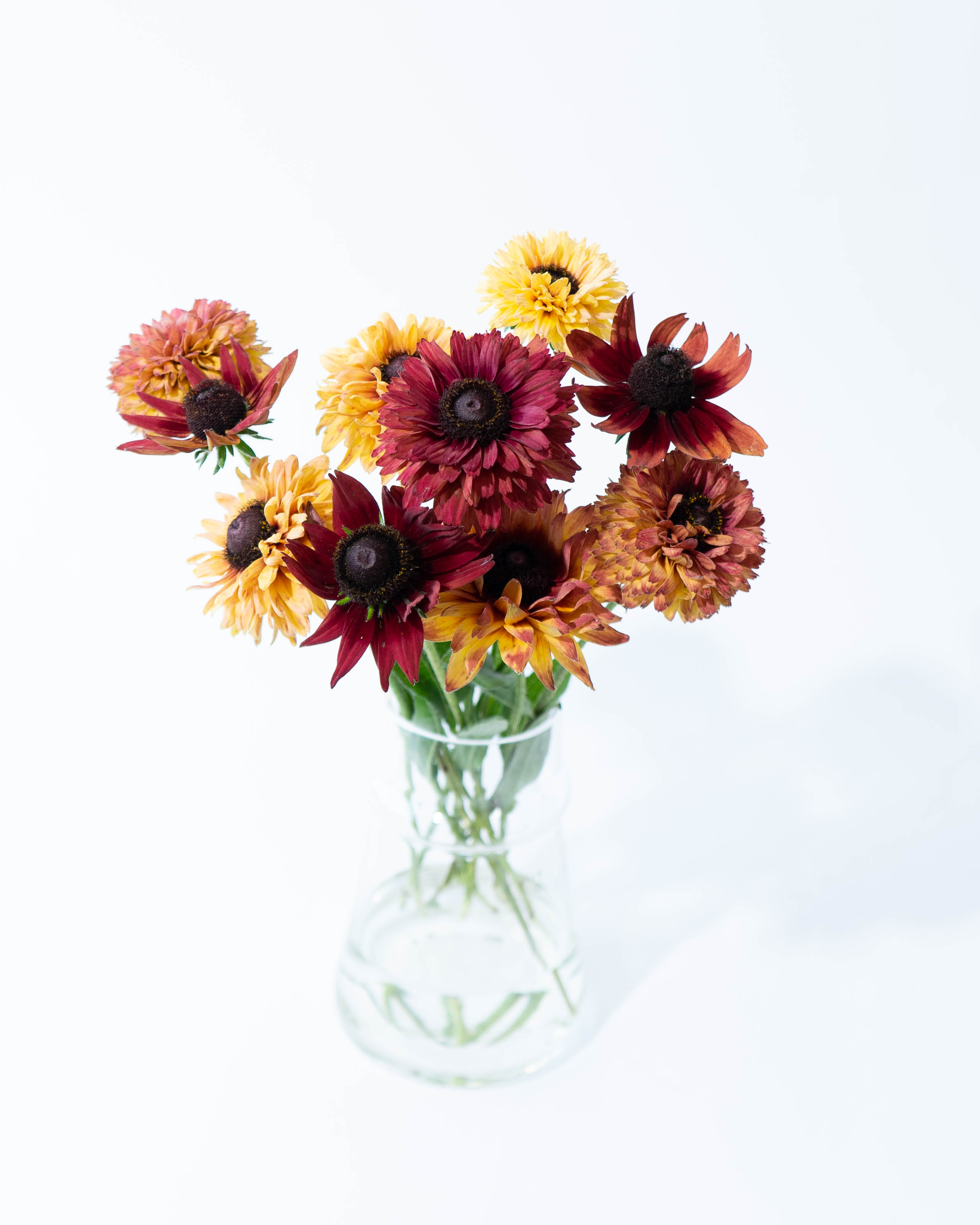 花農家直送！！クルクマ❀ご予約専用ページ❀商品説明必読！！です！！❀ 花農家直送！！クルクマ20本❀ガーベラ60本❀菊❀ 花農家直送！！