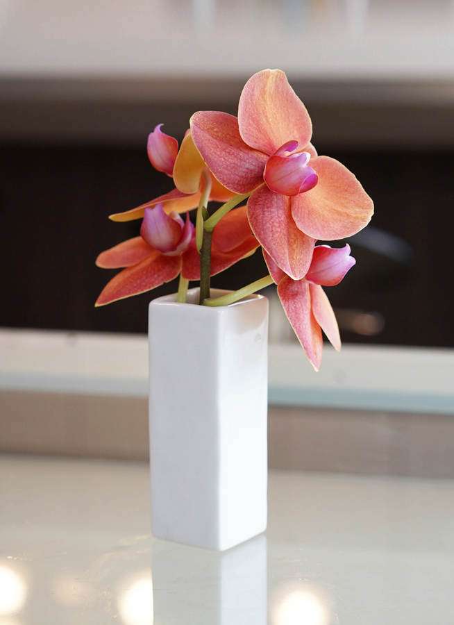 ミディ胡蝶蘭 切り花 5本入り ギフトボックス 胡蝶蘭ならhitohana ひとはな