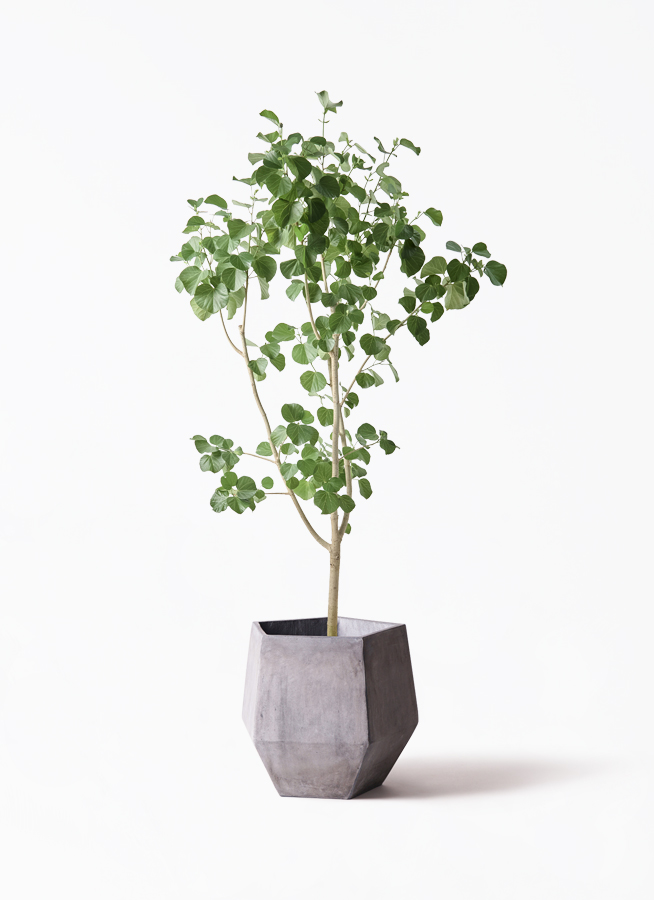 観葉植物 テリハハマボウ 10号 レイ ファイバークレイ Gray 付き 