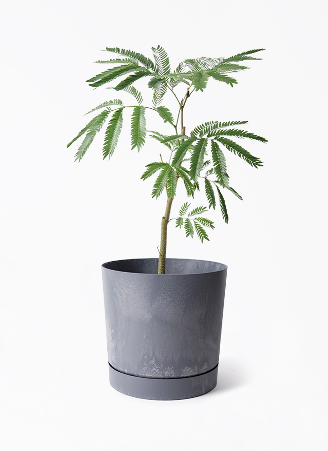観葉植物 エバーフレッシュ 5号 セメント トラフポット 付き | 観葉