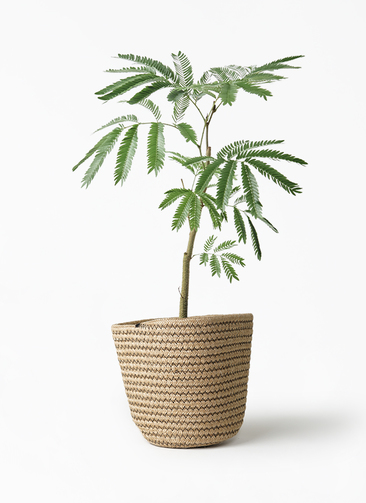 観葉植物 エバーフレッシュ 5号 Rib Basket（リブバスケット） 付き