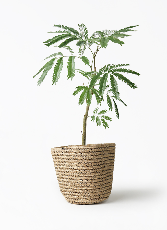 観葉植物 エバーフレッシュ 5号 Rib Basket（リブバスケット） 付き