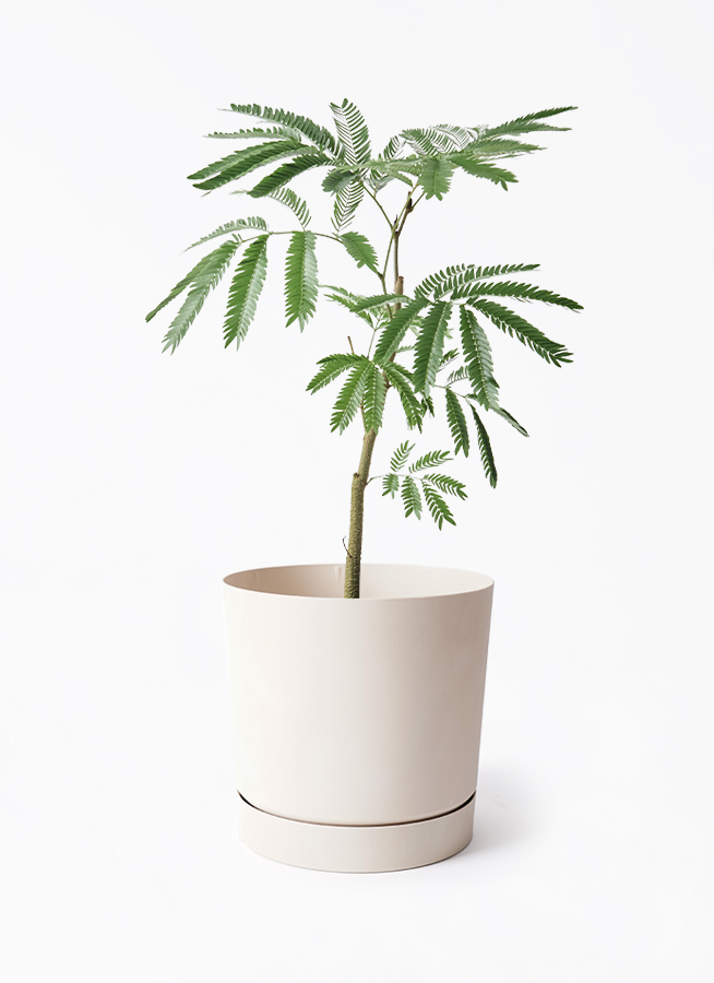 観葉植物 エバーフレッシュ 5号 プラスチック鉢 | 観葉植物なら