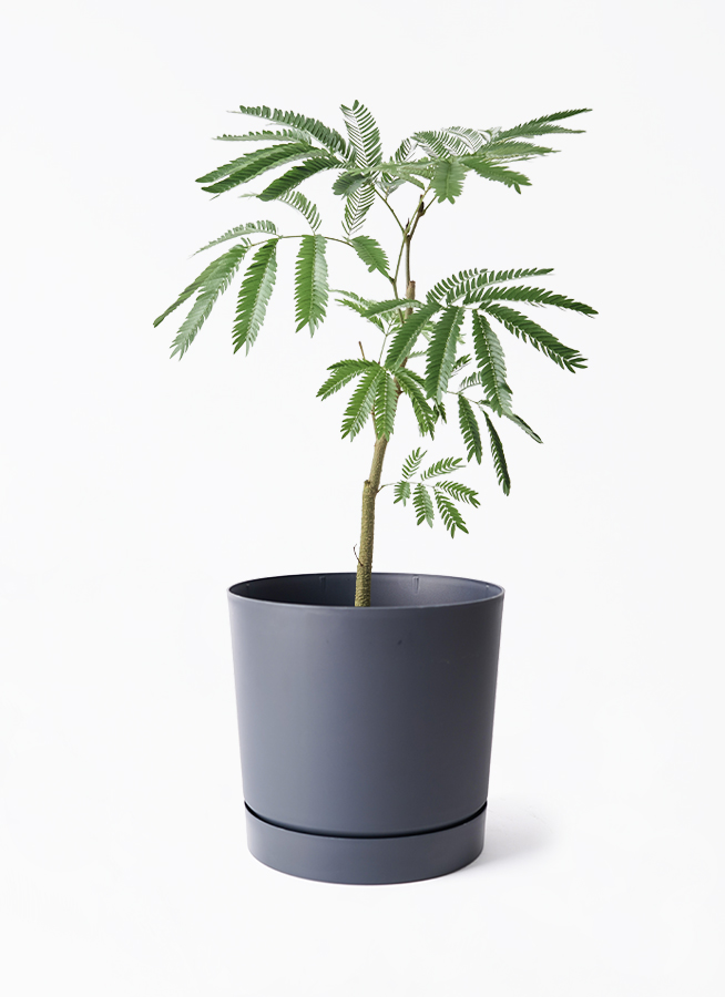 観葉植物 エバーフレッシュ 5号 プラスチック鉢 | 観葉植物なら