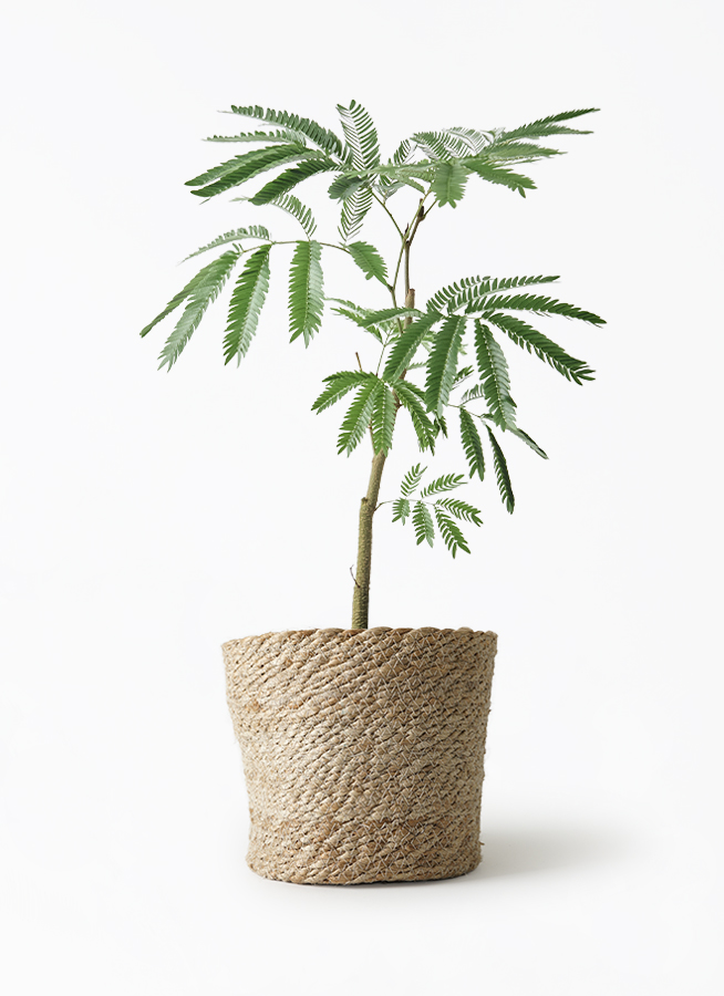観葉植物 エバーフレッシュ 5号 ジュートポット0 付き | 観葉植物なら