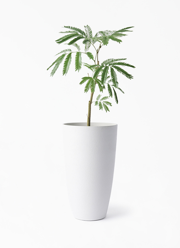 観葉植物 エバーフレッシュ 5号 フォレスト トール ホワイト 付き