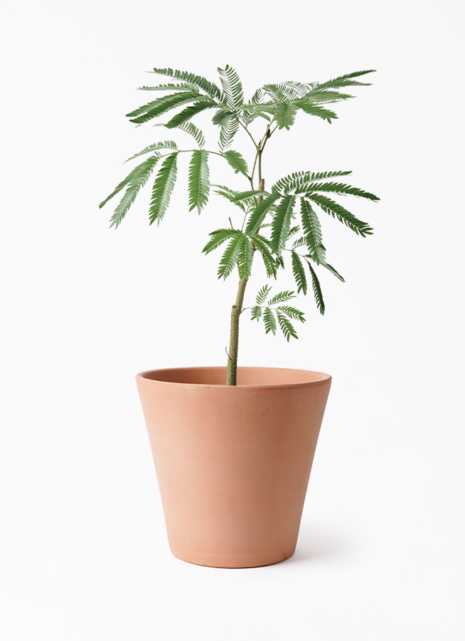 観葉植物 エバーフレッシュ 5号 プラスチック鉢 | 観葉植物なら