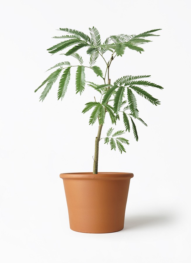 観葉植物 エバーフレッシュ 5号 プラスチック鉢 | 観葉植物なら