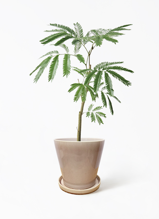 観葉植物 エバーフレッシュ 5号 プラスチック鉢 | 観葉植物なら