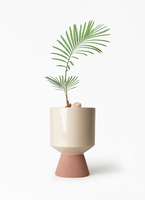 cycas-revoluta-580_1.jpg?