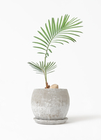 ピョンピョンソテツ(3) 10号プラ鉢付き 全体の高さ83 cm程 観葉植物 ソテツ 3号 実生 プラスチック鉢 | 観葉植物ならHitoHana