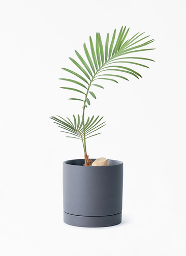 観葉植物 ソテツ 3号 実生 ルーツ 11 K ブラック 付き | 観葉植物なら