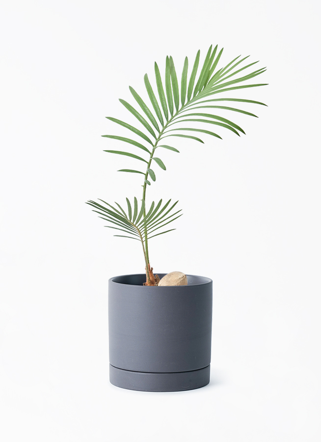 cycas-revoluta-575_1.jpg?